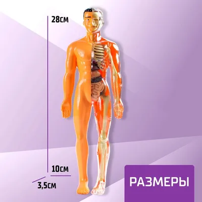 Деревянный набор с карточками «АНАТОМИЯ ЧЕЛОВЕКА» – купить за 640 руб |  Монтессори Кроха