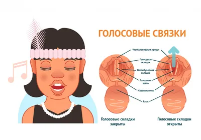 Строение голосового аппарата - презентация онлайн