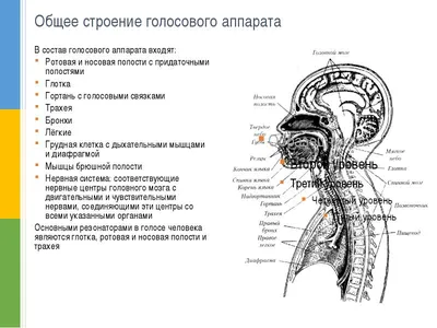 Строение голосового аппарата