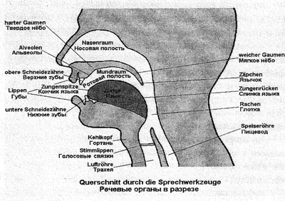 Строение голосового аппарата
