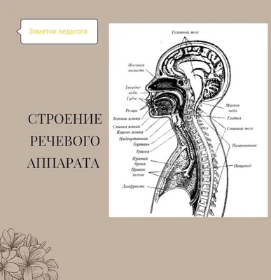 Строение голосового аппарата презентация, доклад, проект