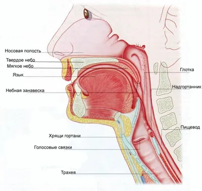 Как устроен голос? Физиология певца и голосовые связки - читай.