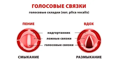 Стенд для кабинета музыки. Строение голосового аппарата у вокалиста  (ID#1507185528), цена: 389 ₴, купить на Prom.ua