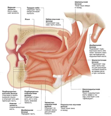 Анатомия человека: Полость гортани. Предверие гортани. Голосовая щель.  Звукообразование в гортани.