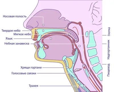 ЛОКАЛЬНАЯ БАЗА