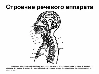 Видеоуроки по вокалу #1. Строение голосового аппарата. - YouTube