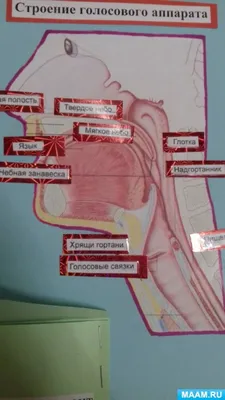 Основы фониатрии и устройство голосового аппарата : учебно-методическое  пособие