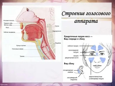 Строение голосового аппарата