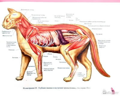 Маккракен Томас О., Кайнер Роберт А. \"Атлас анатомии мелких домашних  животных\" | Книжный Лабиринт