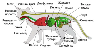 Органов кошки - картинки и фото koshka.top