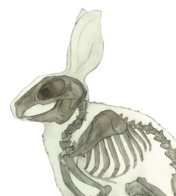 Скелет кролика рисунок - 71 фото
