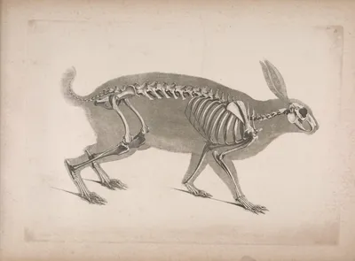 Скелет кролика рисунок - 71 фото