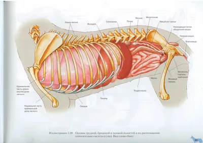 Внутренние органы собаки. Вид слева | Dog Internal Organs, Anatomy. Left |  Собаки, Ветеринария, Ветеринар