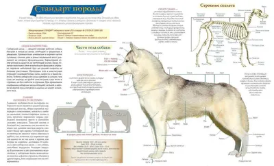 Стерилизация собак: возраст, плюсы, минусы, уход, швы, осложнения, фото и  видео