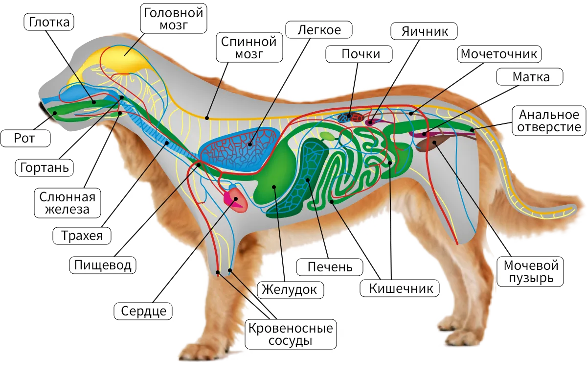 С точки зрения собаки. Пищеварительная дыхательная и выделительная системы собаки. Внутреннее строение млекопитающих 7 класс. Внутреннее строение млекопитающих схема. Пищеварительная система млекопитающих схема.
