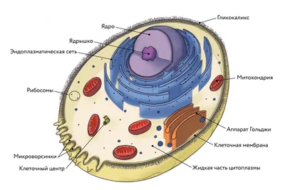 Строение животной клетки картинки