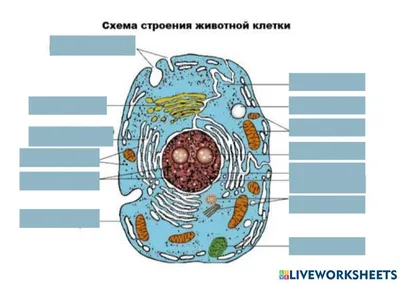 Лабораторная работа №1 «Сравнение строения клеток растений и животных» |  _Северов_ | Дзен