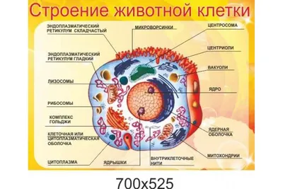 Плакат магнитный Строение животной клетки с методическими рекомендациями