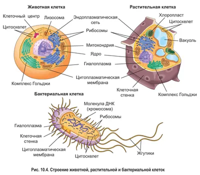 Рисунок животной клетки с обозначениями