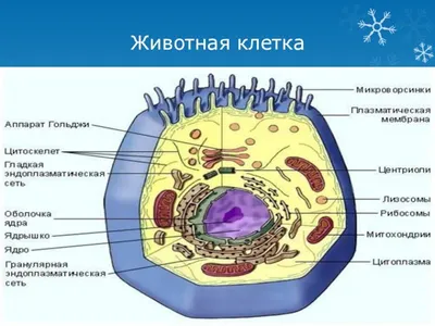 Строение животной клетки | Кирилл Дворников | Дзен