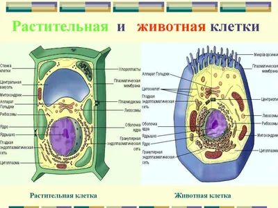 пользуясь учебником заполните таблицу строение животной клетки - Школьные  Знания.com