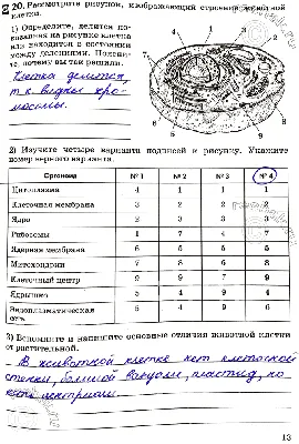 Строение животной и растительной клетки | схема, таблица скачать бесплатно  | Биология