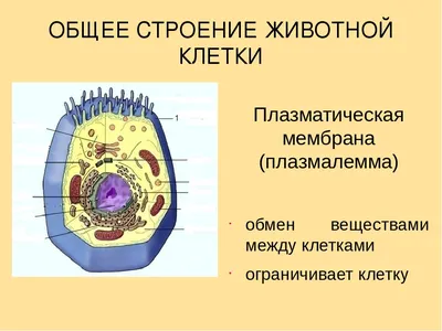 Биология в картинках: Сравнение растительной и животной клетки (Вып. 59) -  YouTube