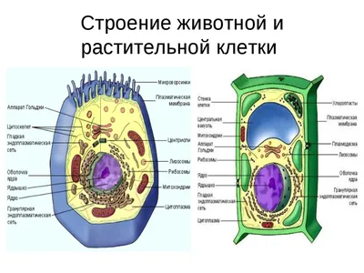 Строение растительной и животной клетки (видео 11) | Строение клетки |  Биология - YouTube