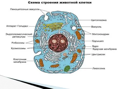 Чем отличается животная клетка от растительной? | Победить ЕГЭ и ОГЭ  👈Подпишись — это полезно! | Дзен