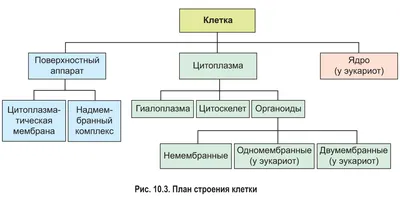 Строение растительной и животной клетки рисунок