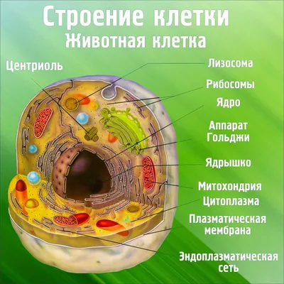 Строение животной клетки рисунок