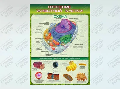 PDF) Микроскопическое строение животной клетки