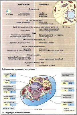 Конспект урока по общей биологии 10 класс Тема: «Строение клетки»