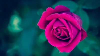 Картинки красивые цветы на аву розы (70 фото) » Картинки и статусы про  окружающий мир вокруг
