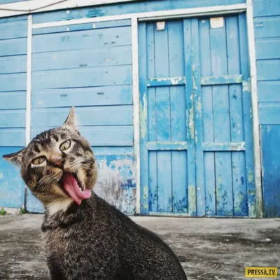 😋Возможно, самые смешные фото диких животных в мире
