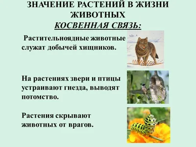 Естествознание урок 13 3 класс