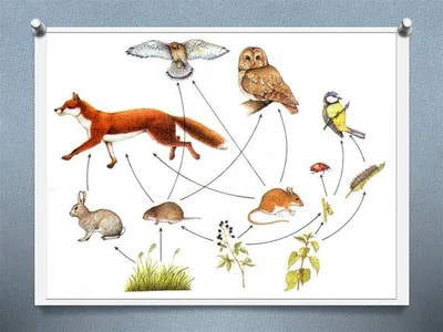 Взаимосвязь растений и животных - презентация онлайн