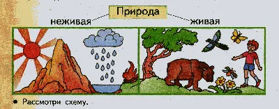 Взаимодействие между различными животными рисунки (46 фото) » рисунки для  срисовки на Газ-квас.ком