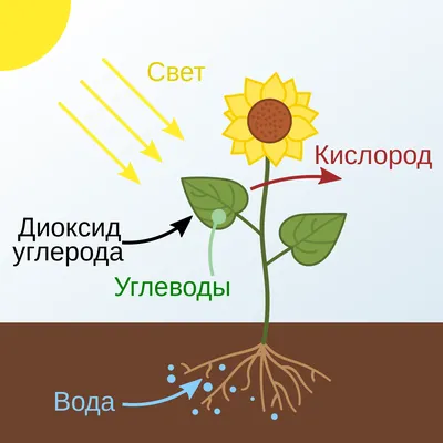 Окружающий мир - задания для 2-ого класса