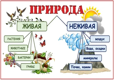 Иллюстрация 25 из 34 для Биология. Общая биология. 10-11 классы. Учебник -  Каменский, Пасечник, Криксунов |