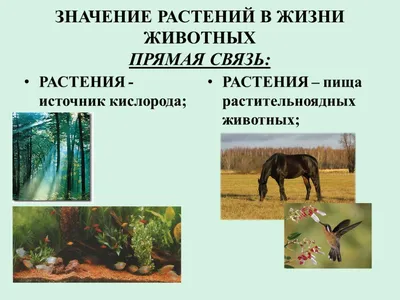 Презентация на тему: \"Тема «Подобность и отличие между растениями и  животными» Всезнайки.\". Скачать бесплатно и без регистрации.