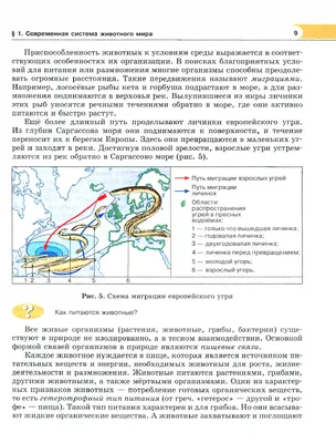 Пищевые связи. Круговорот веществ и энергии в экосистемах. | PDF