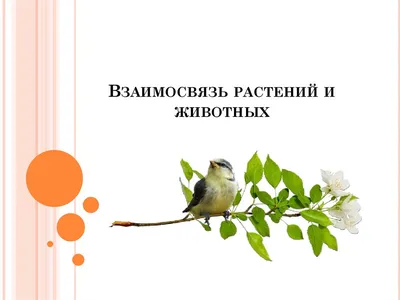 Книги для детей животные, растения: 150 грн. - Прочие детские товары Киев  на Olx