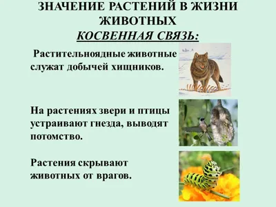Презентация \"Взаимодействия между растениями и животными\" (5 класс) по  биологии – скачать проект
