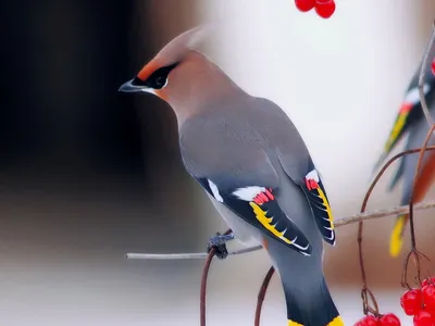 Зимующие птицы нашего края. Свиристель | Курский краеведческий музей