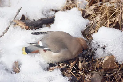 Свиристель (Bombycilla garrulus). Птицы Европейской России.