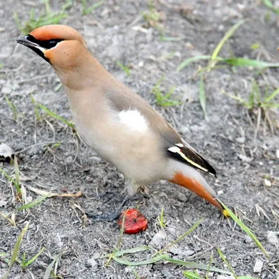 Свиристель (Bombycilla garrulus). Птицы Сибири.