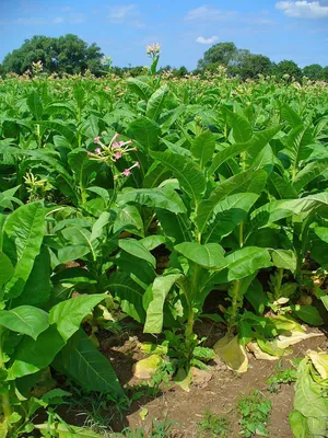 Табак (растение) — Википедия