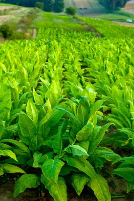 Выращивание табака | Дом и сад | Дзен