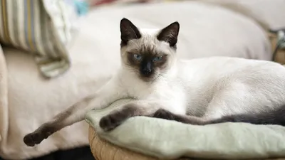 Тайская кошка: фото, характер, описание породы
